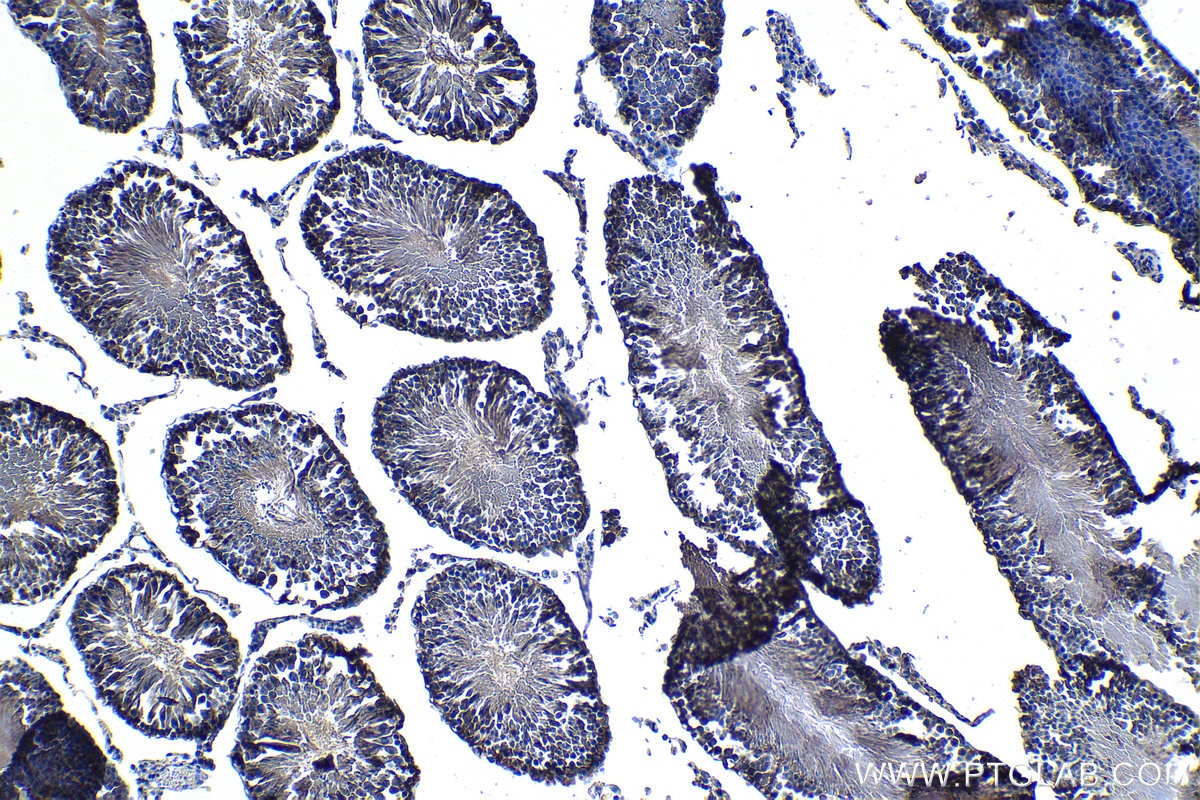 Immunohistochemistry (IHC) staining of rat testis tissue using PSMA8 Monoclonal antibody (68123-1-Ig)