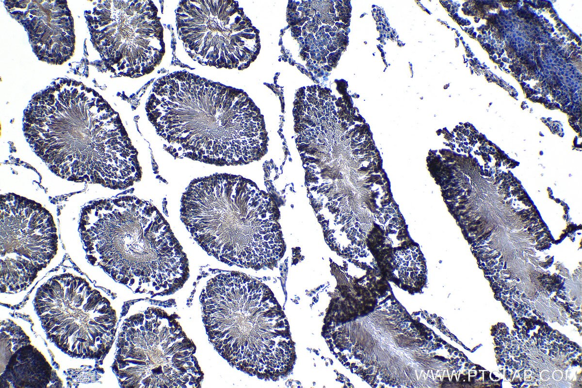 IHC staining of rat testis using 68123-1-Ig