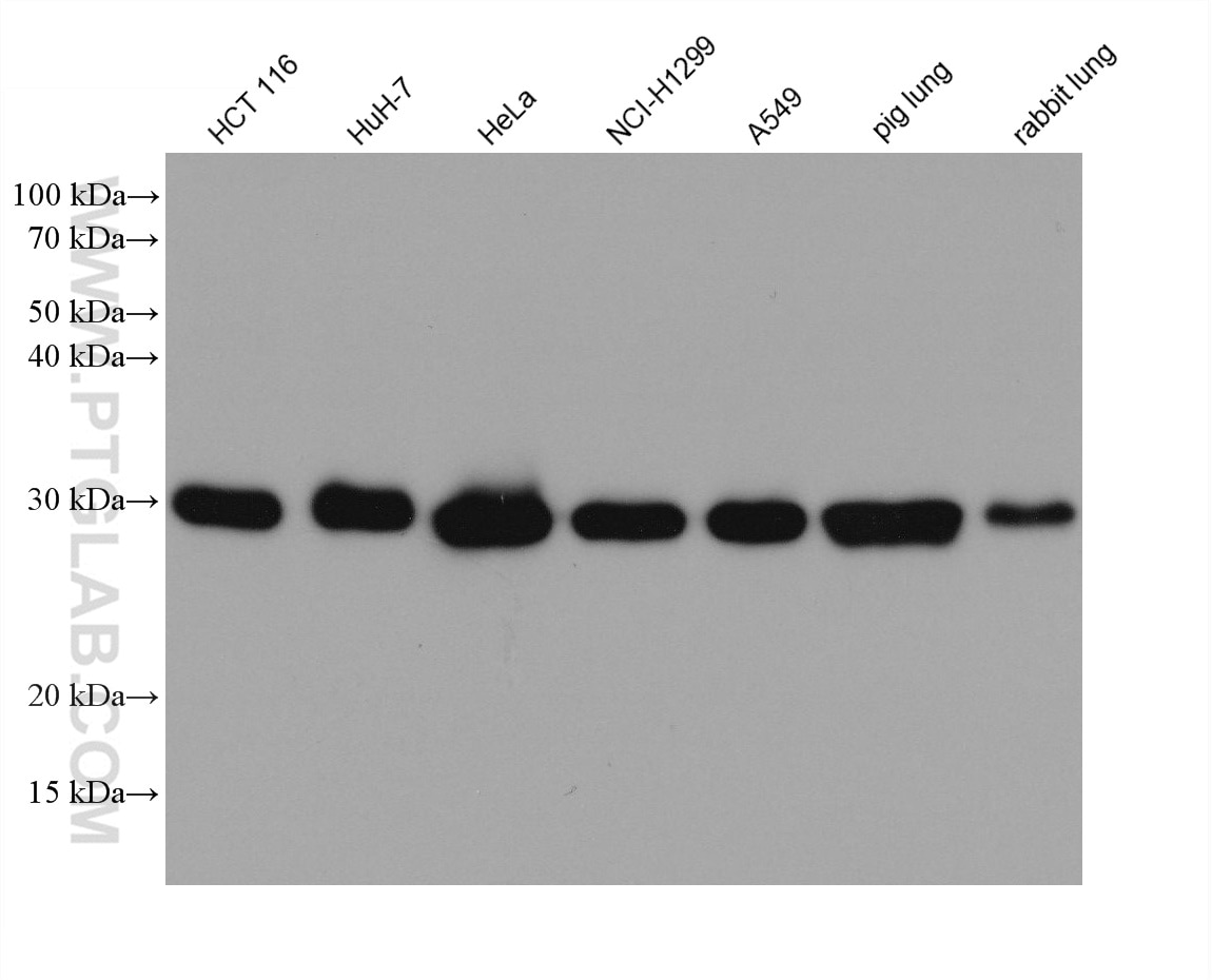 Western Blot (WB) analysis of various lysates using PSMA8 Monoclonal antibody (68123-1-Ig)