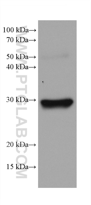 Western Blot (WB) analysis of mouse lung tissue using PSMA8 Monoclonal antibody (68123-1-Ig)