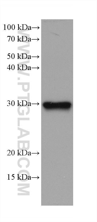 Western Blot (WB) analysis of rat lung tissue using PSMA8 Monoclonal antibody (68123-1-Ig)
