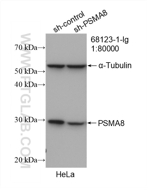 Western Blot (WB) analysis of HeLa cells using PSMA8 Monoclonal antibody (68123-1-Ig)