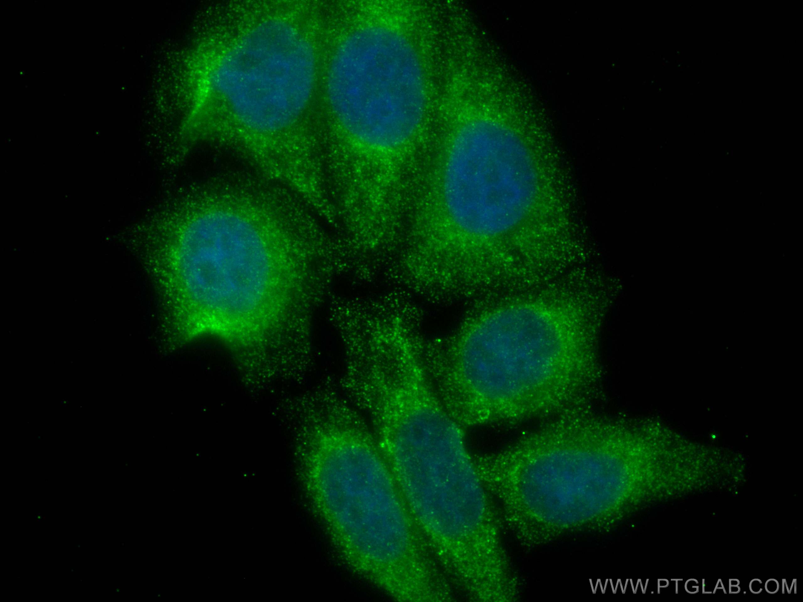 Immunofluorescence (IF) / fluorescent staining of HepG2 cells using CoraLite® Plus 488-conjugated PSMA8 Monoclonal ant (CL488-68123)