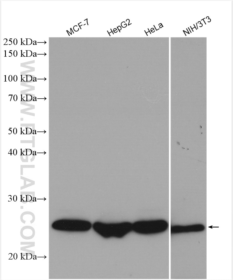 Western Blot (WB) analysis of various lysates using PSMB1 Polyclonal antibody (11749-1-AP)