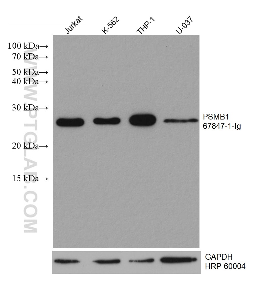 Western Blot (WB) analysis of various lysates using PSMB1 Monoclonal antibody (67847-1-Ig)