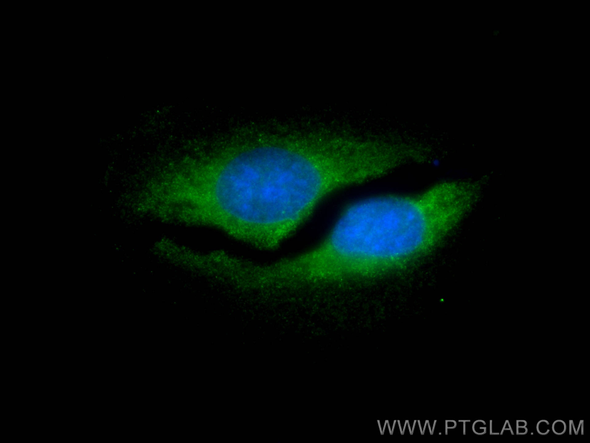 Immunofluorescence (IF) / fluorescent staining of U2OS cells using CoraLite® Plus 488-conjugated PSMB1 Polyclonal ant (CL488-11749)