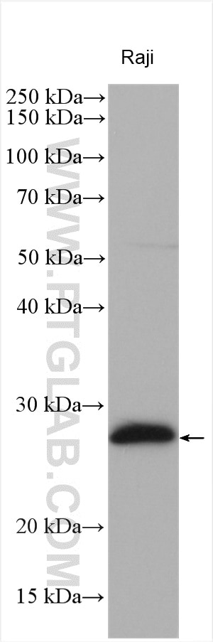 Western Blot (WB) analysis of various lysates using PSMB10 Polyclonal antibody (15976-1-AP)
