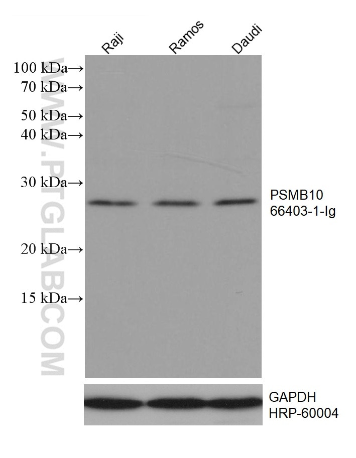 Western Blot (WB) analysis of various lysates using PSMB10 Monoclonal antibody (66403-1-Ig)
