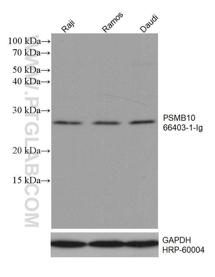 WB analysis using 66403-1-Ig