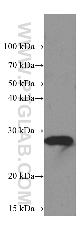 Western Blot (WB) analysis of pig thymus tissue using PSMB10 Monoclonal antibody (66403-1-Ig)
