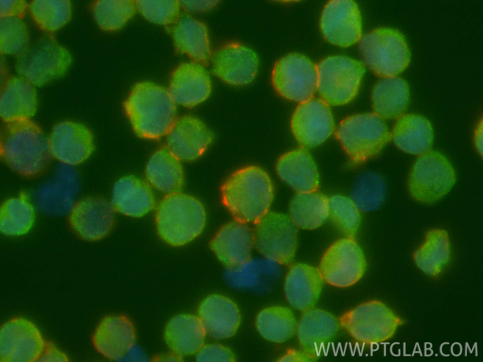Immunofluorescence (IF) / fluorescent staining of Raji cells using CoraLite® Plus 488-conjugated PSMB10 Monoclonal an (CL488-66403)