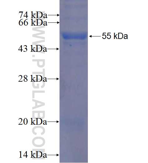 PSMB10 fusion protein Ag8764 SDS-PAGE