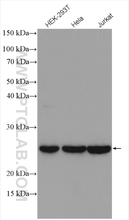 Western Blot (WB) analysis of various lysates using PSMB2 Polyclonal antibody (15154-1-AP)