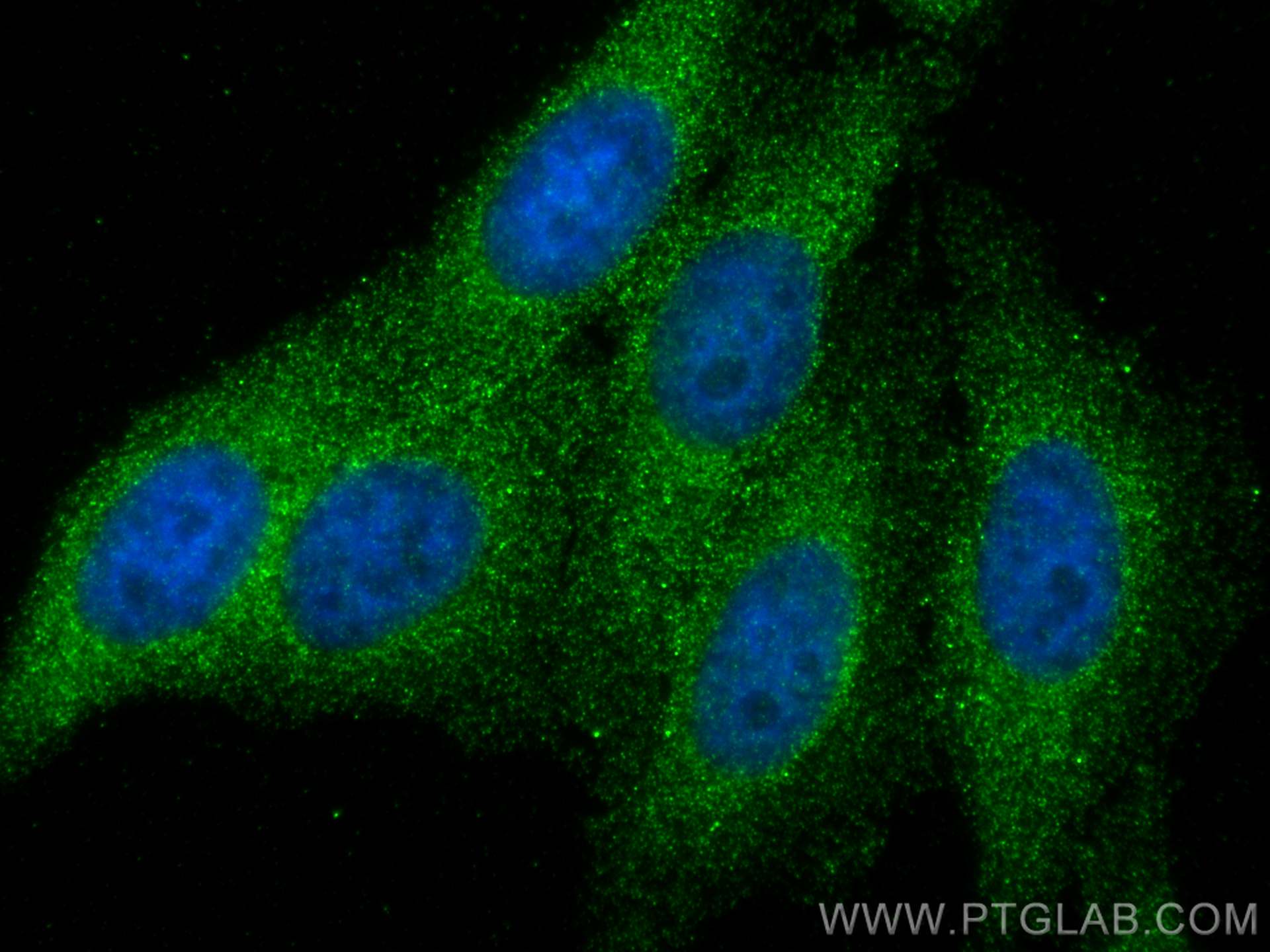 Immunofluorescence (IF) / fluorescent staining of HepG2 cells using PSMB2 Monoclonal antibody (68180-1-Ig)