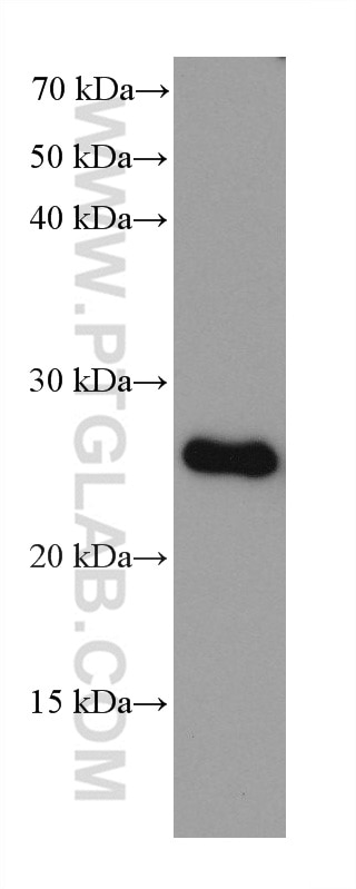 WB analysis using 68180-1-Ig