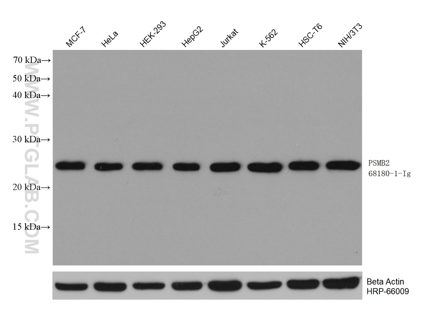 Western Blot (WB) analysis of various lysates using PSMB2 Monoclonal antibody (68180-1-Ig)