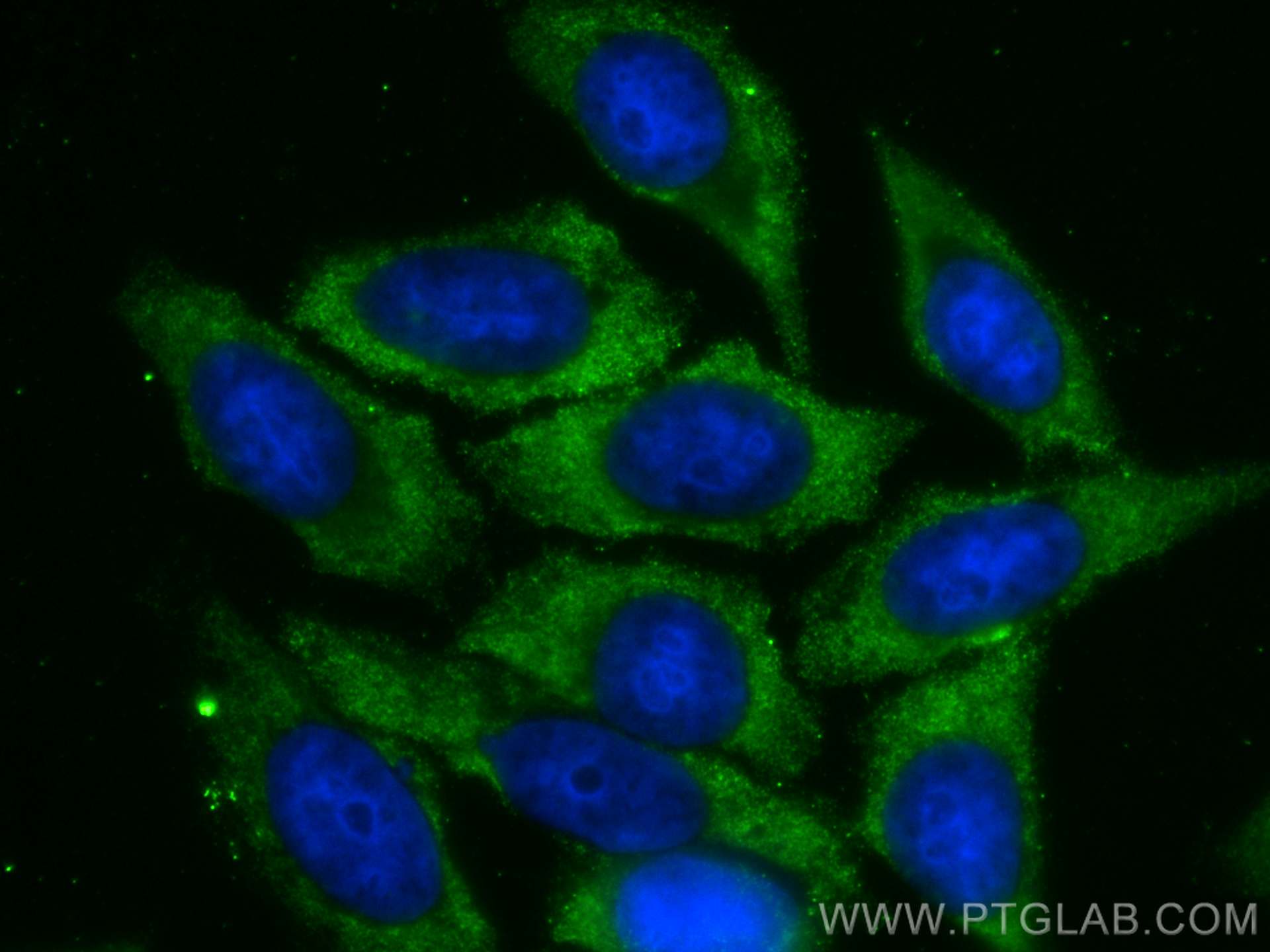 Immunofluorescence (IF) / fluorescent staining of HepG2 cells using CoraLite® Plus 488-conjugated PSMB2 Monoclonal ant (CL488-68180)