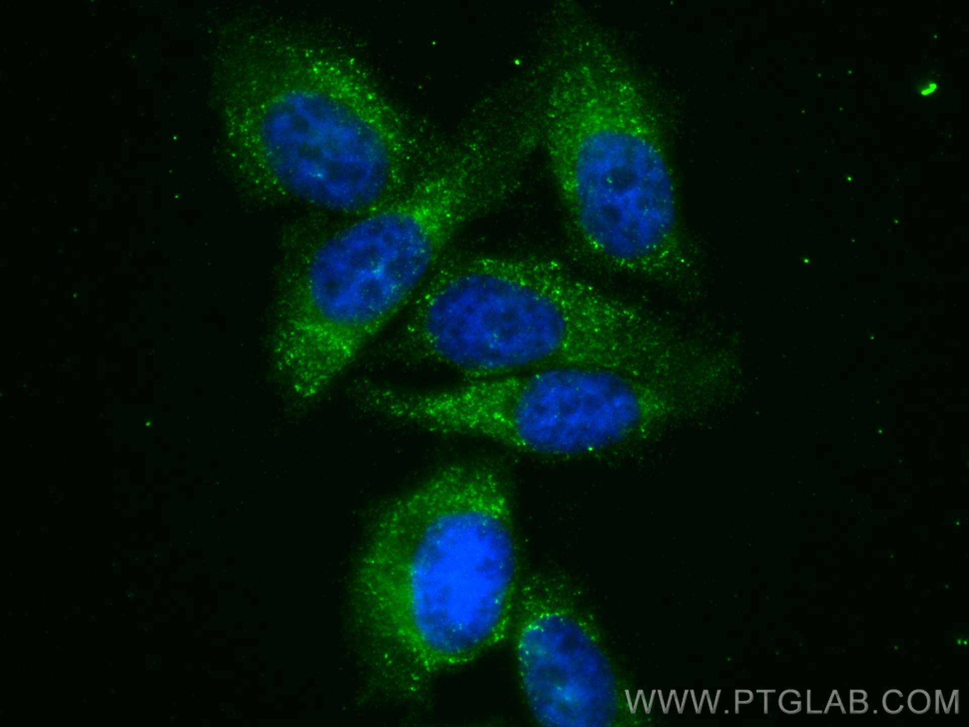 Immunofluorescence (IF) / fluorescent staining of PC-3 cells using CoraLite® Plus 488-conjugated PSMB2 Monoclonal ant (CL488-68180)