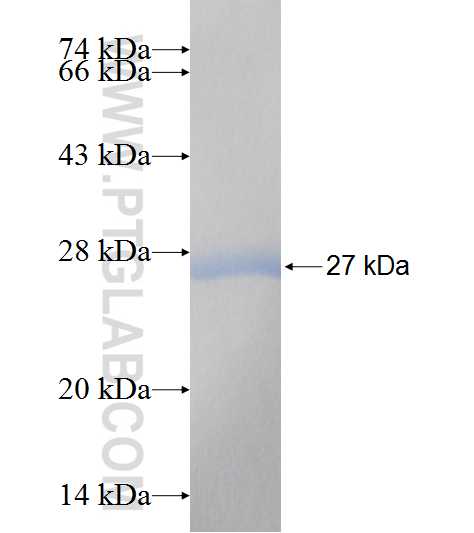 PSMB2 fusion protein Ag7308 SDS-PAGE