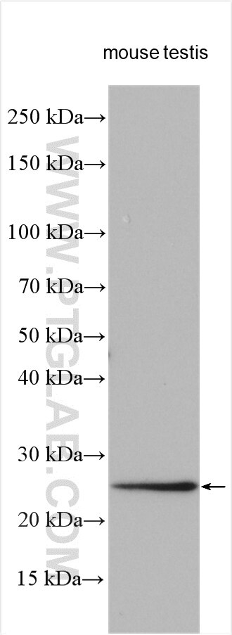 WB analysis using 15983-1-AP