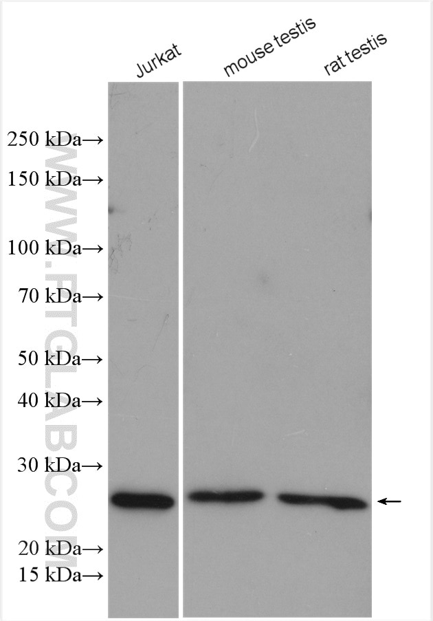 Western Blot (WB) analysis of various lysates using PSMB3 Polyclonal antibody (15983-1-AP)