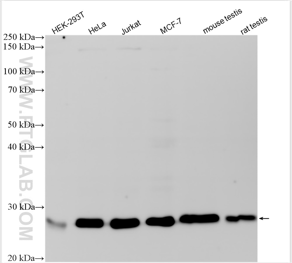 Western Blot (WB) analysis of various lysates using PSMB3 Polyclonal antibody (15983-1-AP)