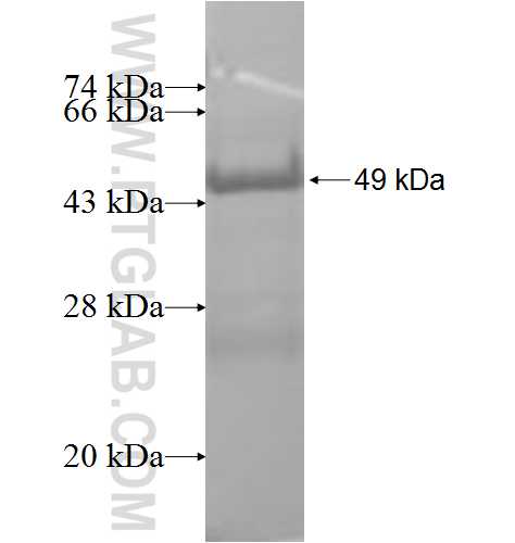 PSMB3 fusion protein Ag8784 SDS-PAGE