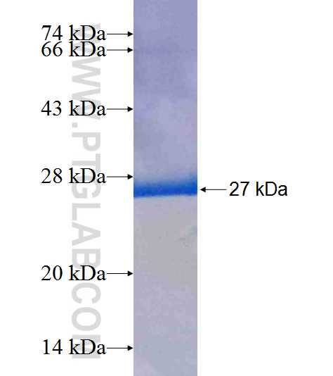 PSMB3 fusion protein Ag8948 SDS-PAGE