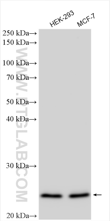 Western Blot (WB) analysis of various lysates using PSMB4 Polyclonal antibody (11029-1-AP)