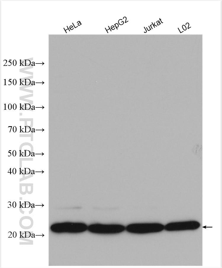 Western Blot (WB) analysis of various lysates using PSMB5 Polyclonal antibody (19178-1-AP)