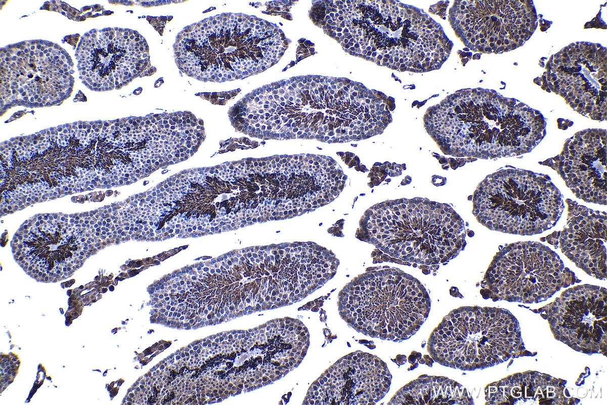 Immunohistochemistry (IHC) staining of mouse testis tissue using PSMB5 Monoclonal antibody (67959-1-Ig)