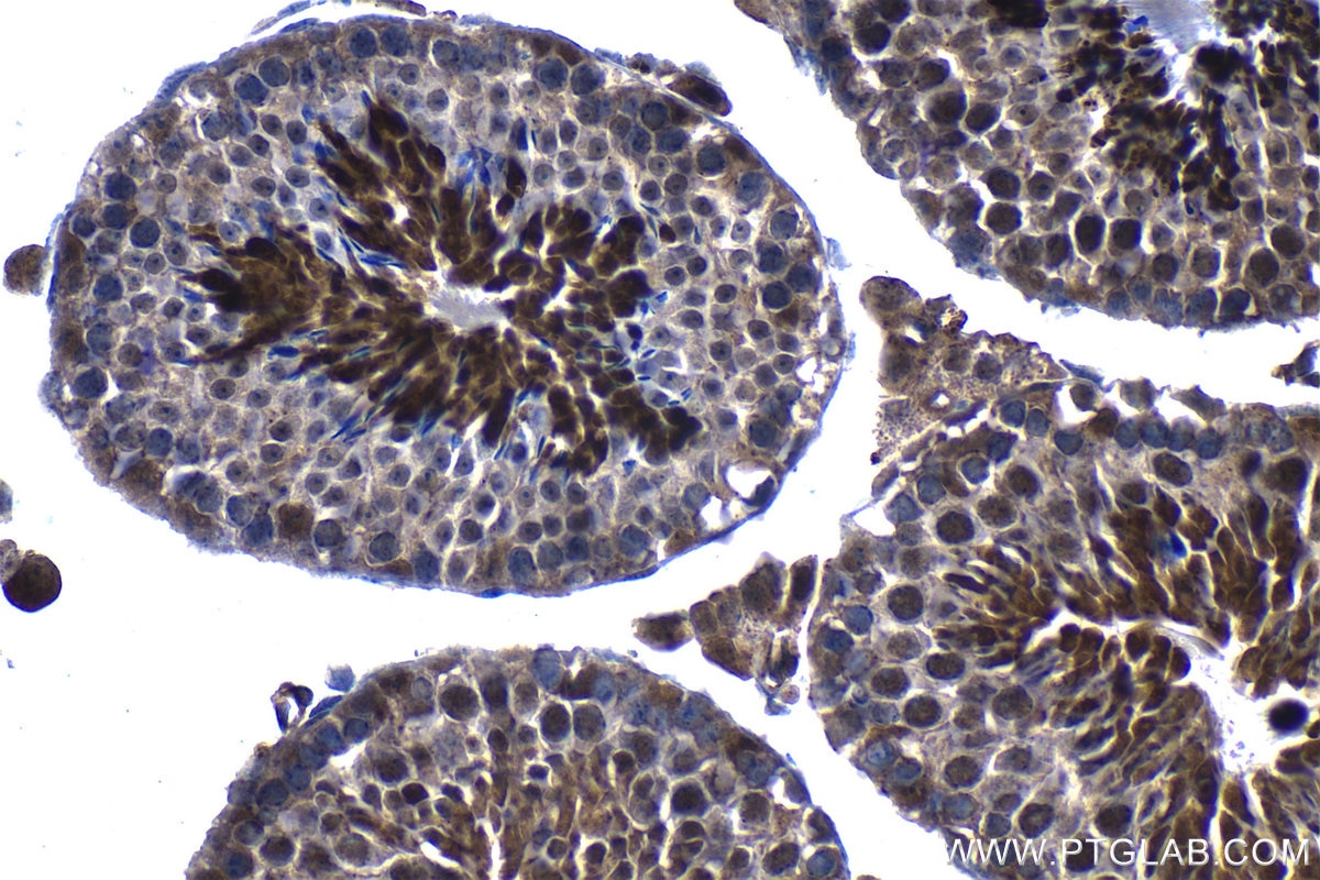 Immunohistochemistry (IHC) staining of mouse testis tissue using PSMB5 Monoclonal antibody (67959-1-Ig)