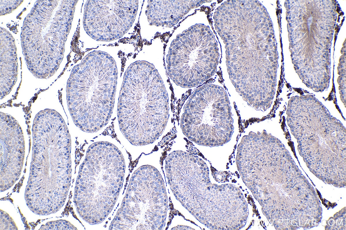 Immunohistochemistry (IHC) staining of rat testis tissue using PSMB5 Monoclonal antibody (67959-1-Ig)