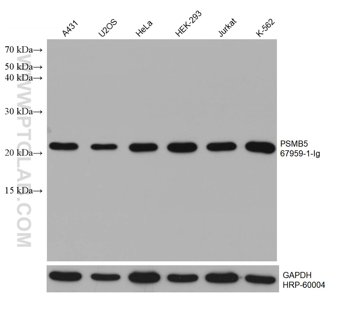 Western Blot (WB) analysis of various lysates using PSMB5 Monoclonal antibody (67959-1-Ig)