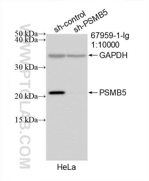 Western Blot (WB) analysis of HeLa cells using PSMB5 Monoclonal antibody (67959-1-Ig)