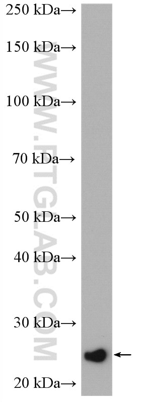 Western Blot (WB) analysis of Caco-2 cells using PSMB6 Polyclonal antibody (11684-2-AP)