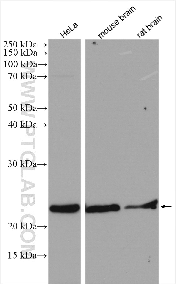 Western Blot (WB) analysis of various lysates using PSMB6 Polyclonal antibody (11684-2-AP)