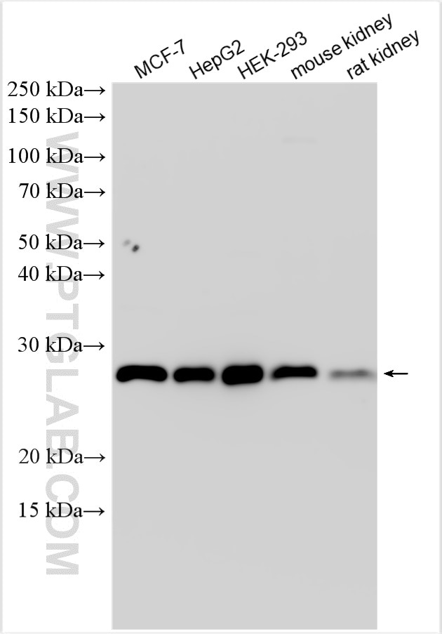 Western Blot (WB) analysis of various lysates using PSMB7 Polyclonal antibody (30283-1-AP)