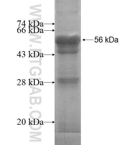 PSMB7 fusion protein Ag6486 SDS-PAGE