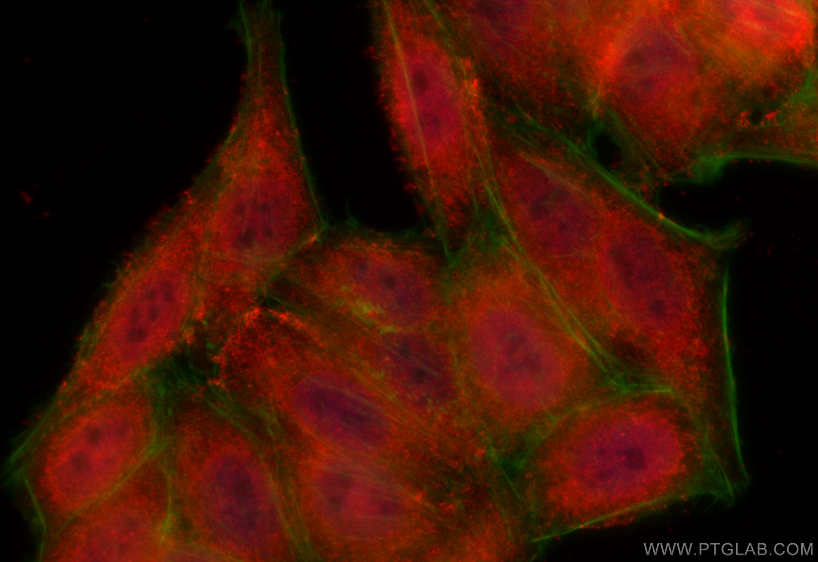 Immunofluorescence (IF) / fluorescent staining of HepG2 cells using PSMB8 Polyclonal antibody (14859-1-AP)