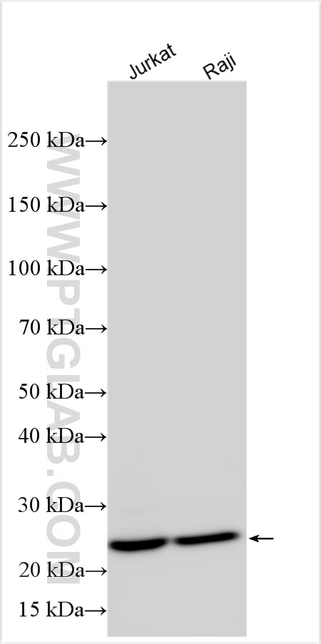Western Blot (WB) analysis of various lysates using PSMB8 Polyclonal antibody (14859-1-AP)