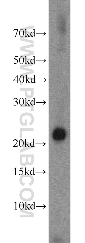 Western Blot (WB) analysis of mouse kidney tissue using PSMB8 Polyclonal antibody (14859-1-AP)