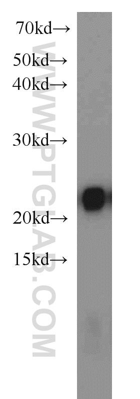 Western Blot (WB) analysis of Raji cells using PSMB8 Polyclonal antibody (14859-1-AP)