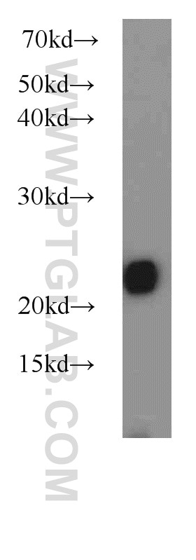 Western Blot (WB) analysis of Raji cells using PSMB8 Polyclonal antibody (14859-1-AP)