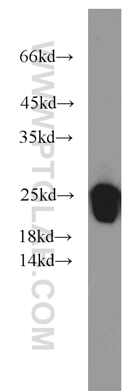 Western Blot (WB) analysis of Raji cells using PSMB8 Polyclonal antibody (14859-1-AP)