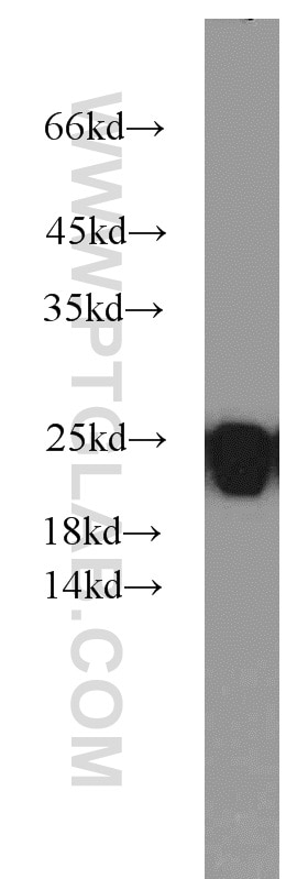 Western Blot (WB) analysis of Raji cells using PSMB8 Polyclonal antibody (14859-1-AP)
