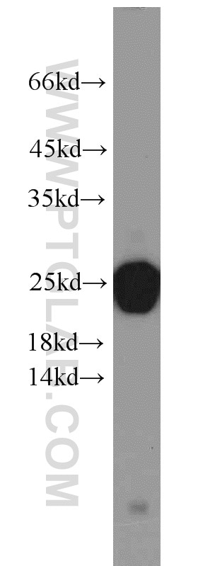 Western Blot (WB) analysis of Raji cells using PSMB8 Polyclonal antibody (14859-1-AP)