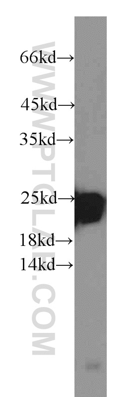 Western Blot (WB) analysis of Raji cells using PSMB8 Polyclonal antibody (14859-1-AP)