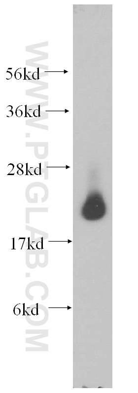 Western Blot (WB) analysis of Jurkat cells using PSMB8 Polyclonal antibody (14859-1-AP)