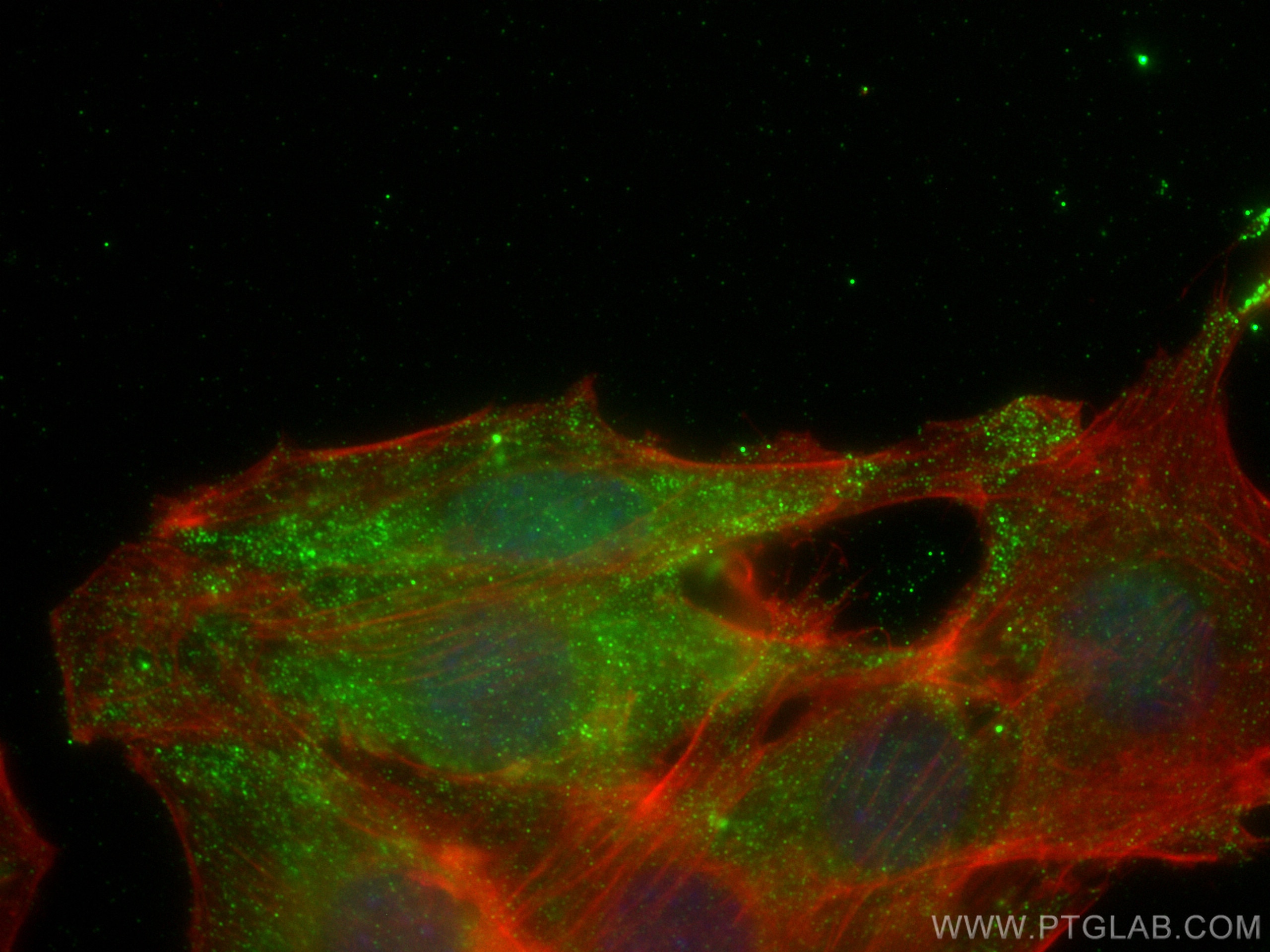 Immunofluorescence (IF) / fluorescent staining of C2C12 cells using PSMB8 Monoclonal antibody (66759-1-Ig)